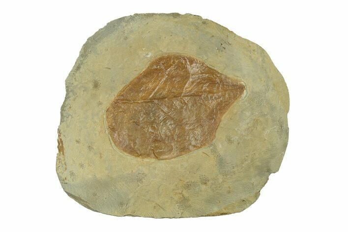 Fossil Leaf (Cissites rocklandensis) - Uncommon Species #269352